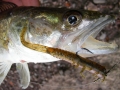 zander03